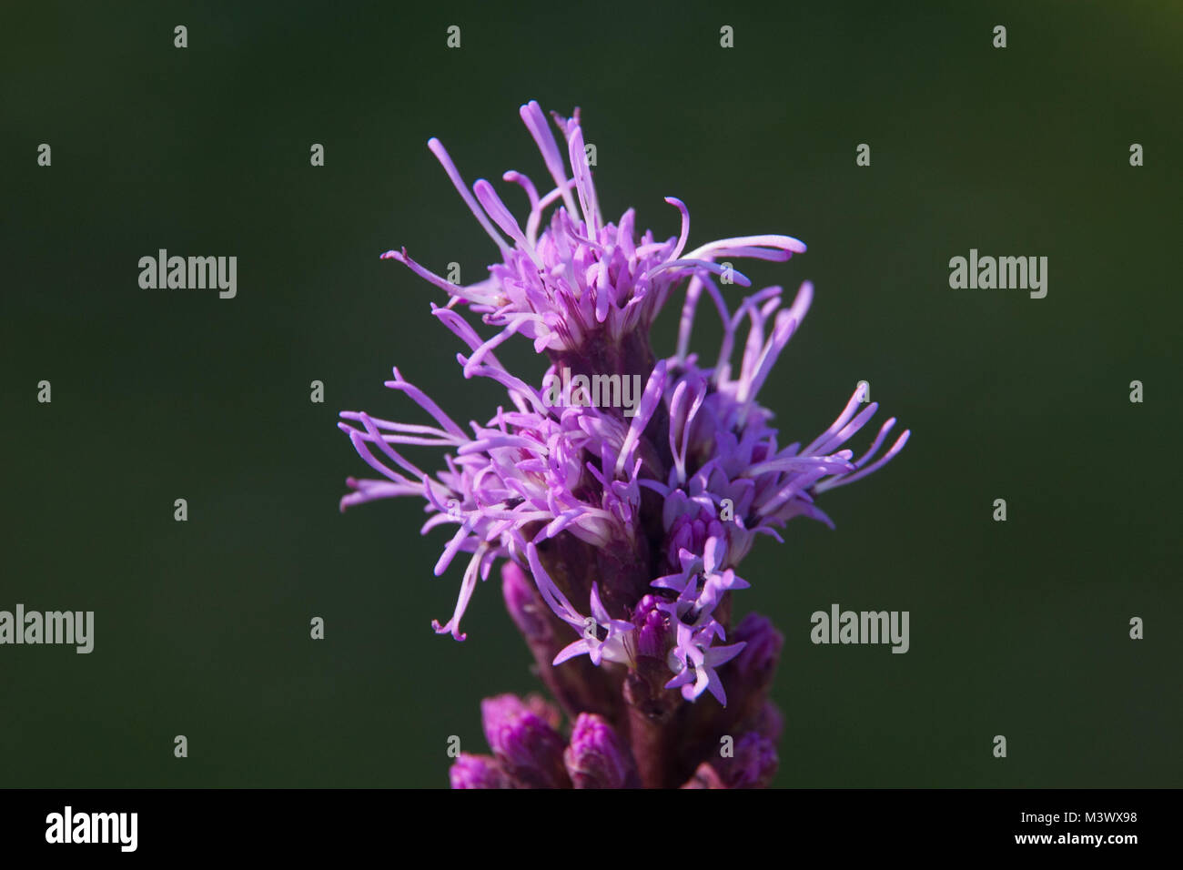 Hairy Violet Stock Photos & Hairy Violet Stock Images Alamy