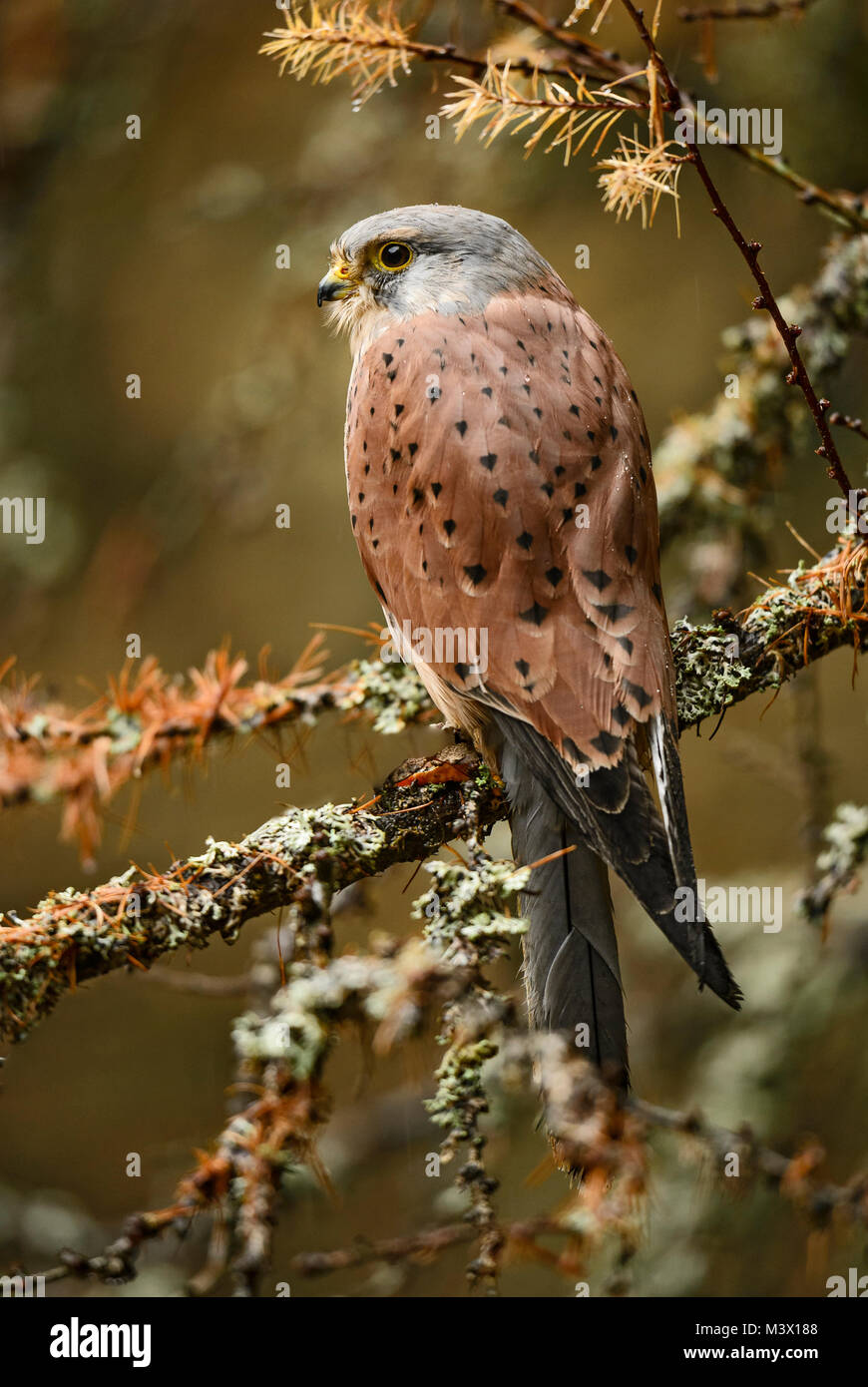 Eurasian Kestrel - Falco tinnunculus, beautiful raptor from European forest. Stock Photo