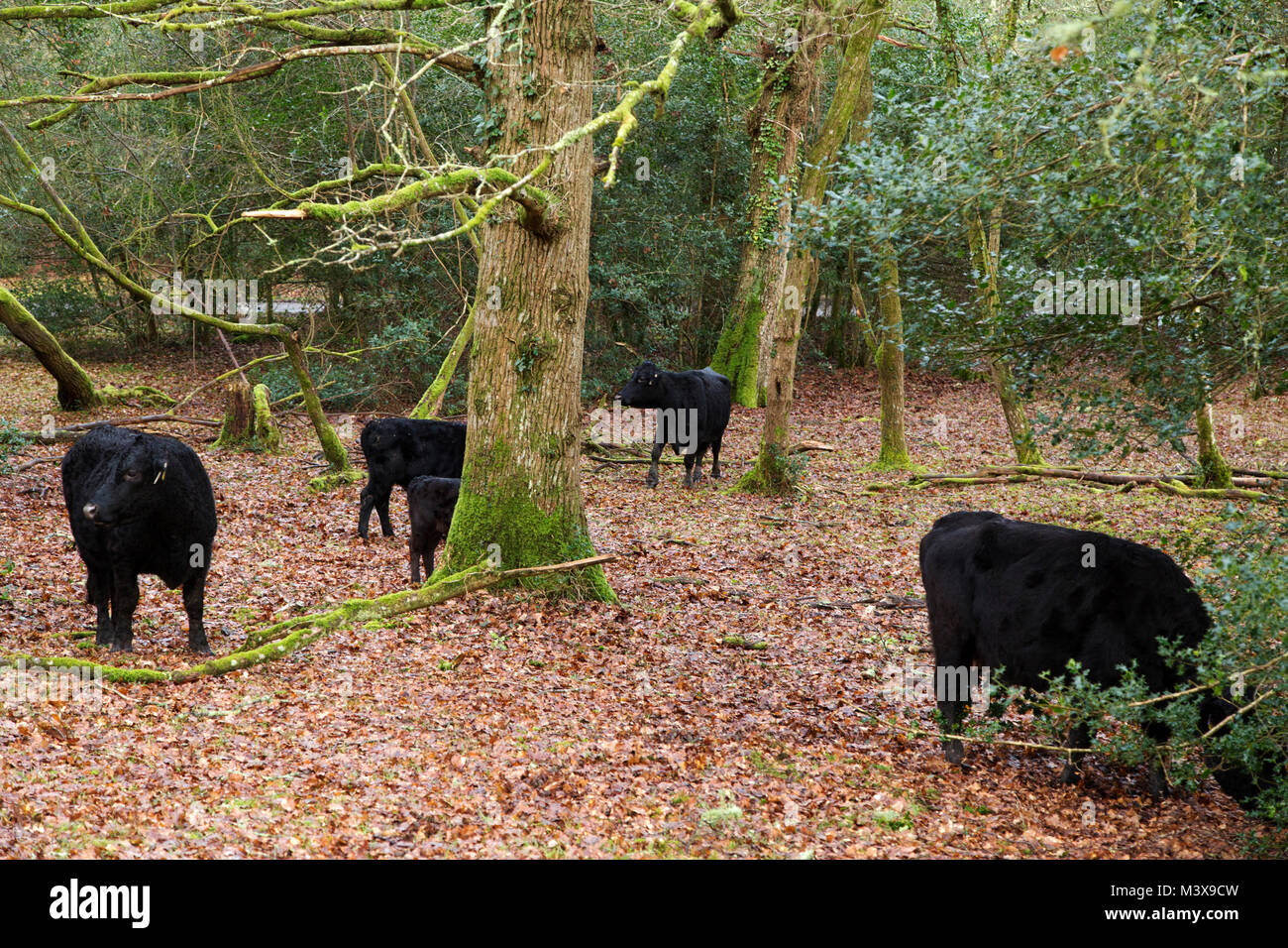 Cattle in the New Forest, England. The animals forage for food among bushes  and trees Stock Photo - Alamy