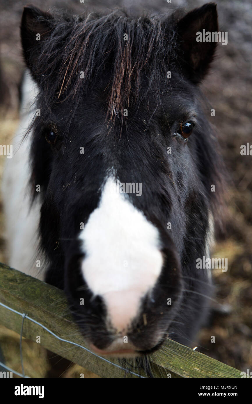 Face of a pony in the New Forest, England. Ponies roam freely in the New Forest. Stock Photo