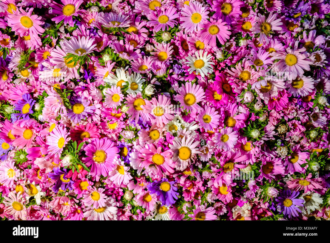 Colorful asters (Aster oblongifolius) are for sale at the flower market in the streets of town Stock Photo