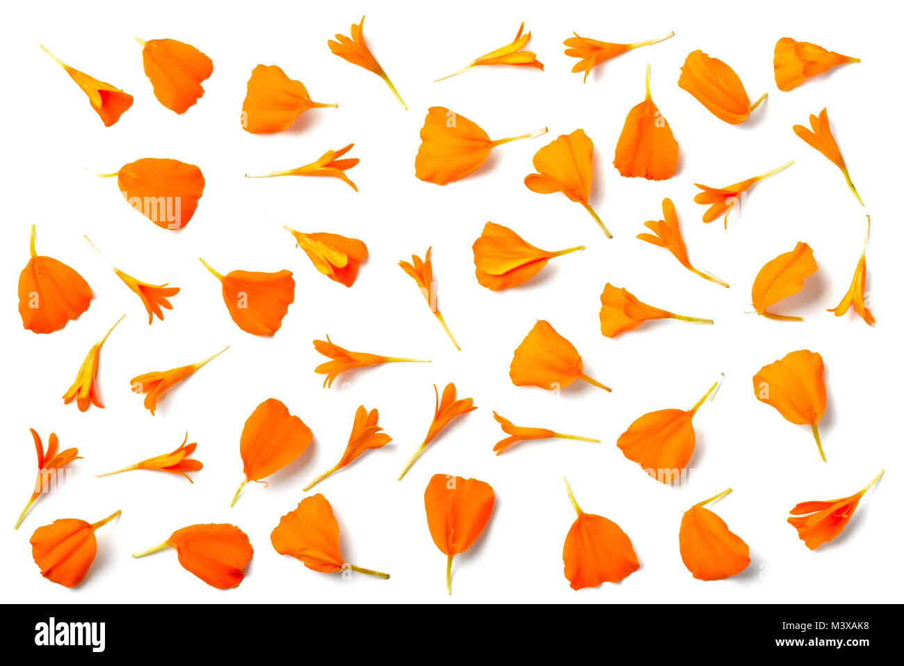 Marigold petals deals