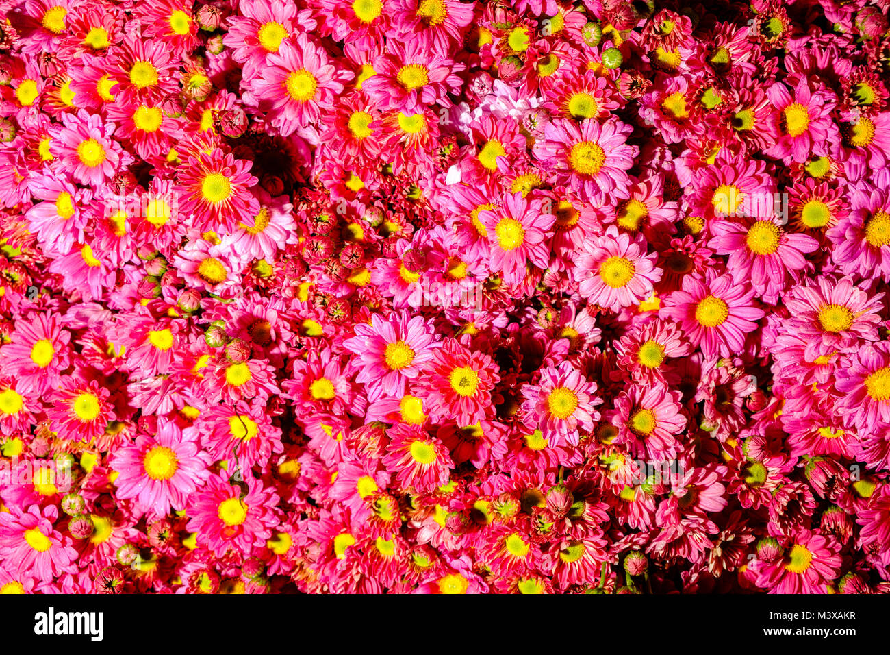 Red asters (Aster oblongifolius) are for sale at the flower market in the streets of town Stock Photo
