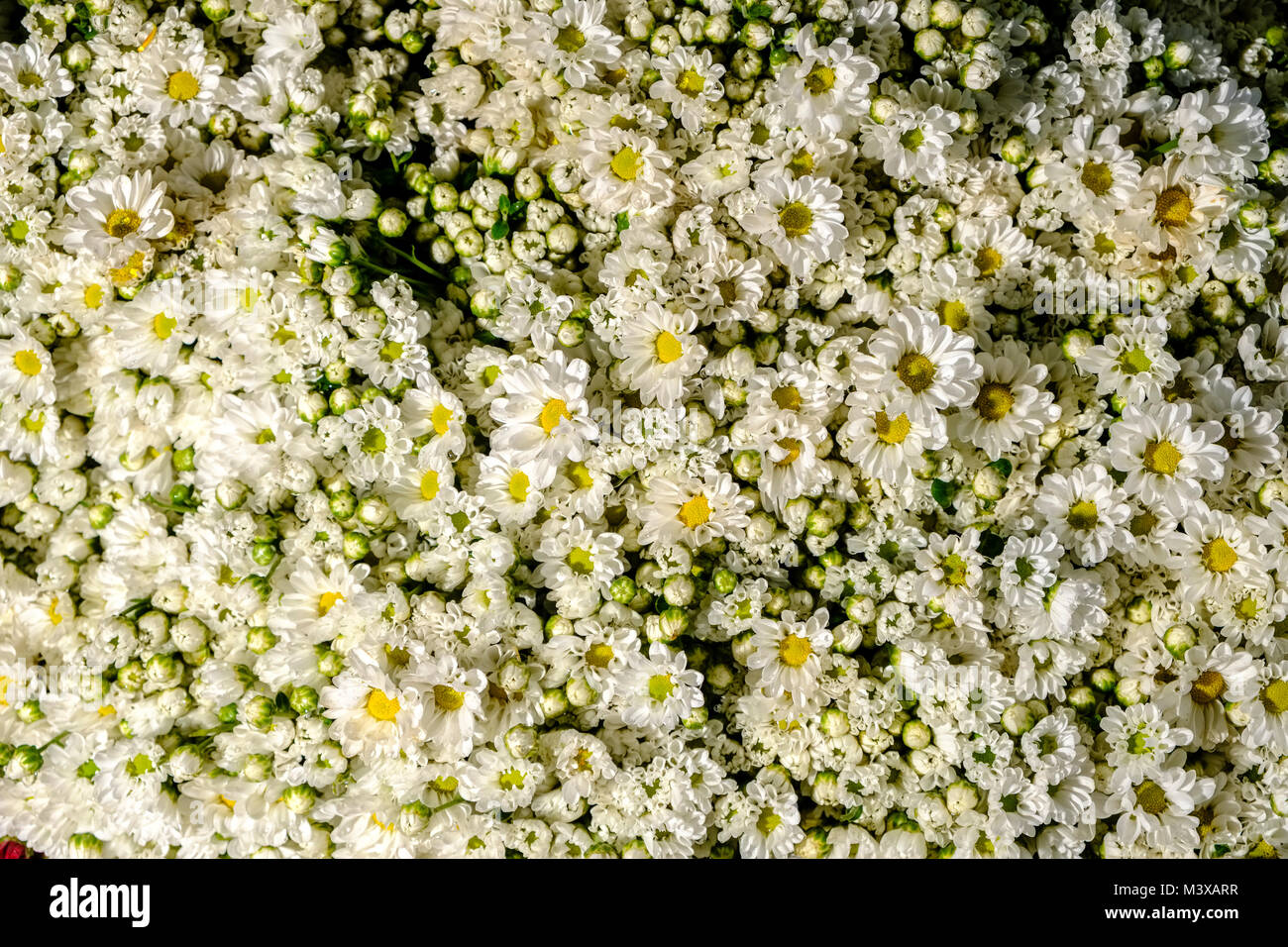 White asters (Aster oblongifolius) are for sale at the flower market in the streets of town Stock Photo