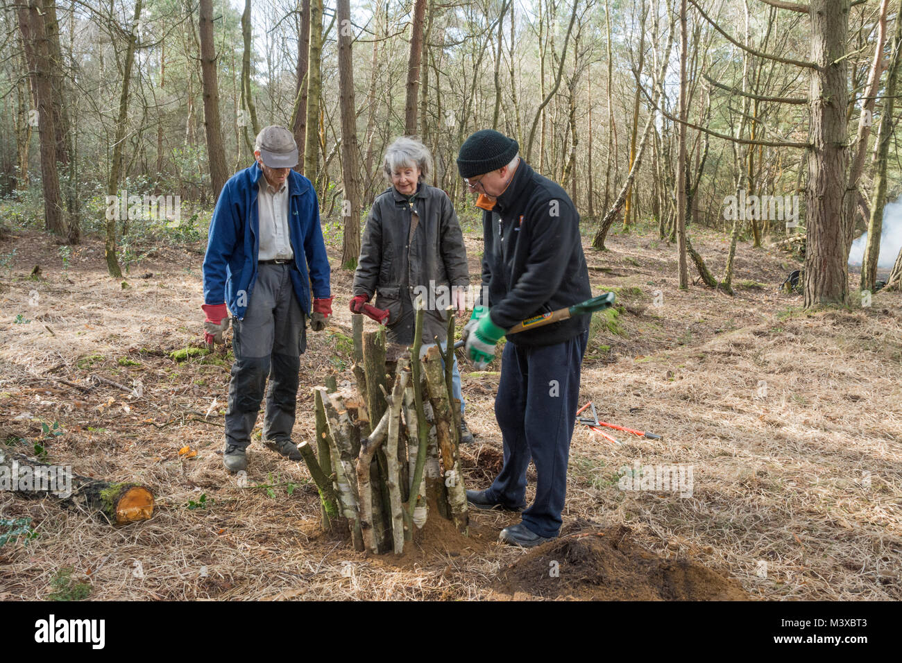 Wildlife conservation volunteers working - building a stumpery (loggery) to provide a habitat for stag beetles and other wood-boring invertebrates Stock Photo