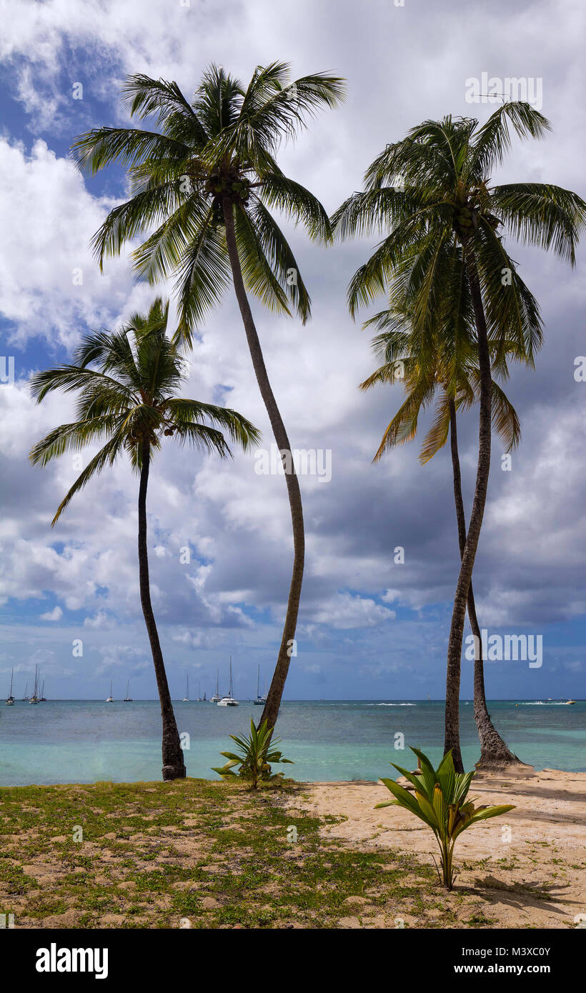 The Caribbean beach , Martinique island Stock Photo Alamy