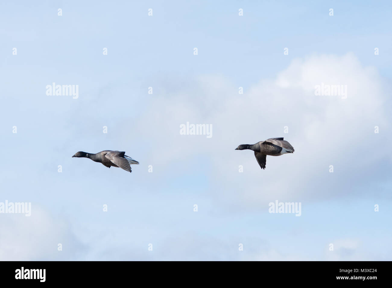 Two brent geese (Branta bernicla) flying, UK Stock Photo