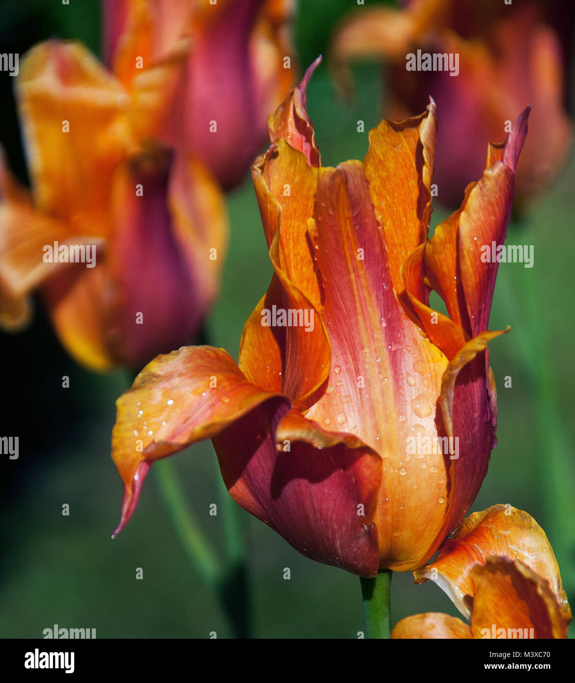 Tulipa Ballerina  An elegant orange and scarlet lily-flowered tulip after a rain shower; Stock Photo