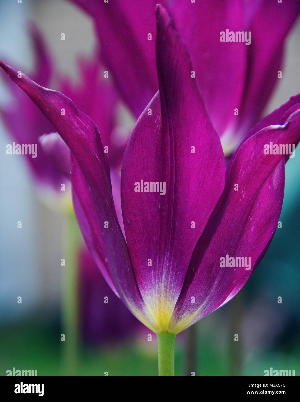 Tulipa 'Purple Dream' Stock Photo
