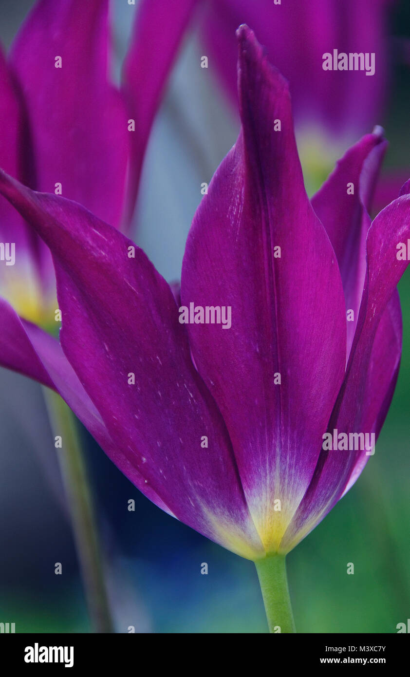 Tulipa 'Purple Dream' Stock Photo
