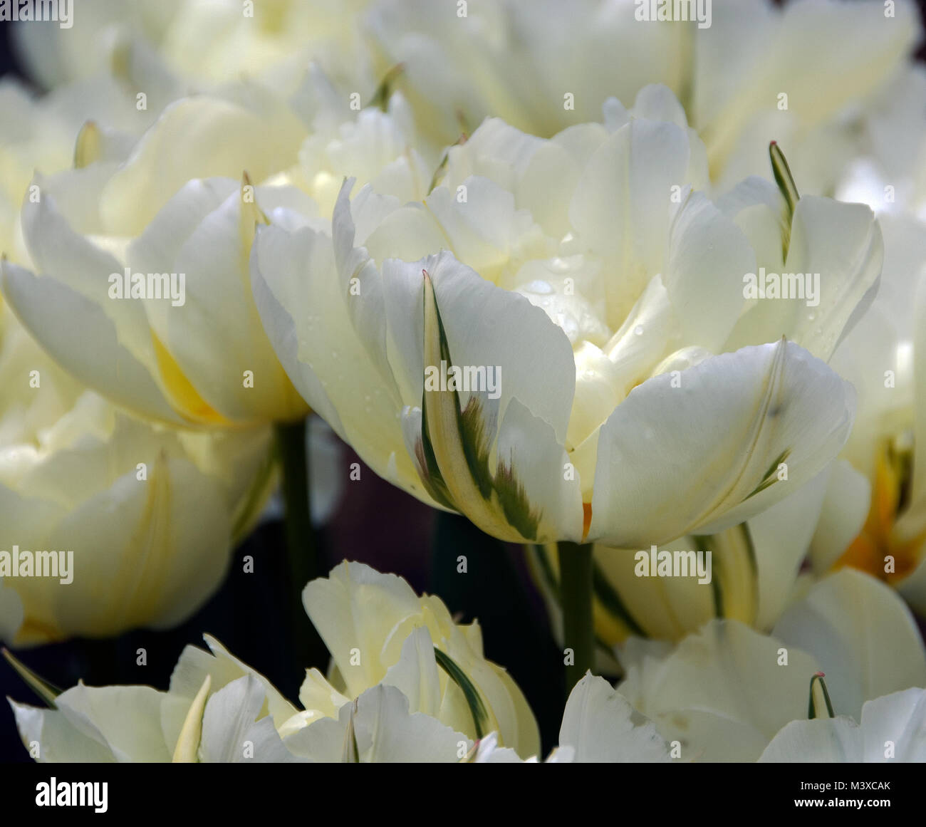 White parrot hi-res stock photography and images - Alamy