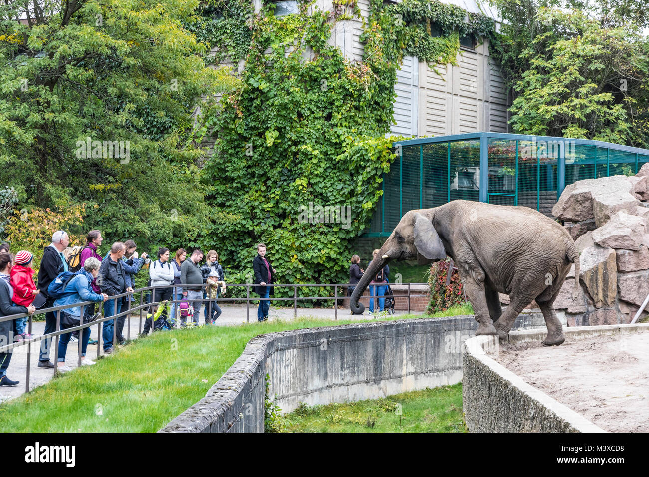 African elephant eating the grass at its aviary in Tierpark Berlin (Zoo of Eastern Berlin), Germany Stock Photo