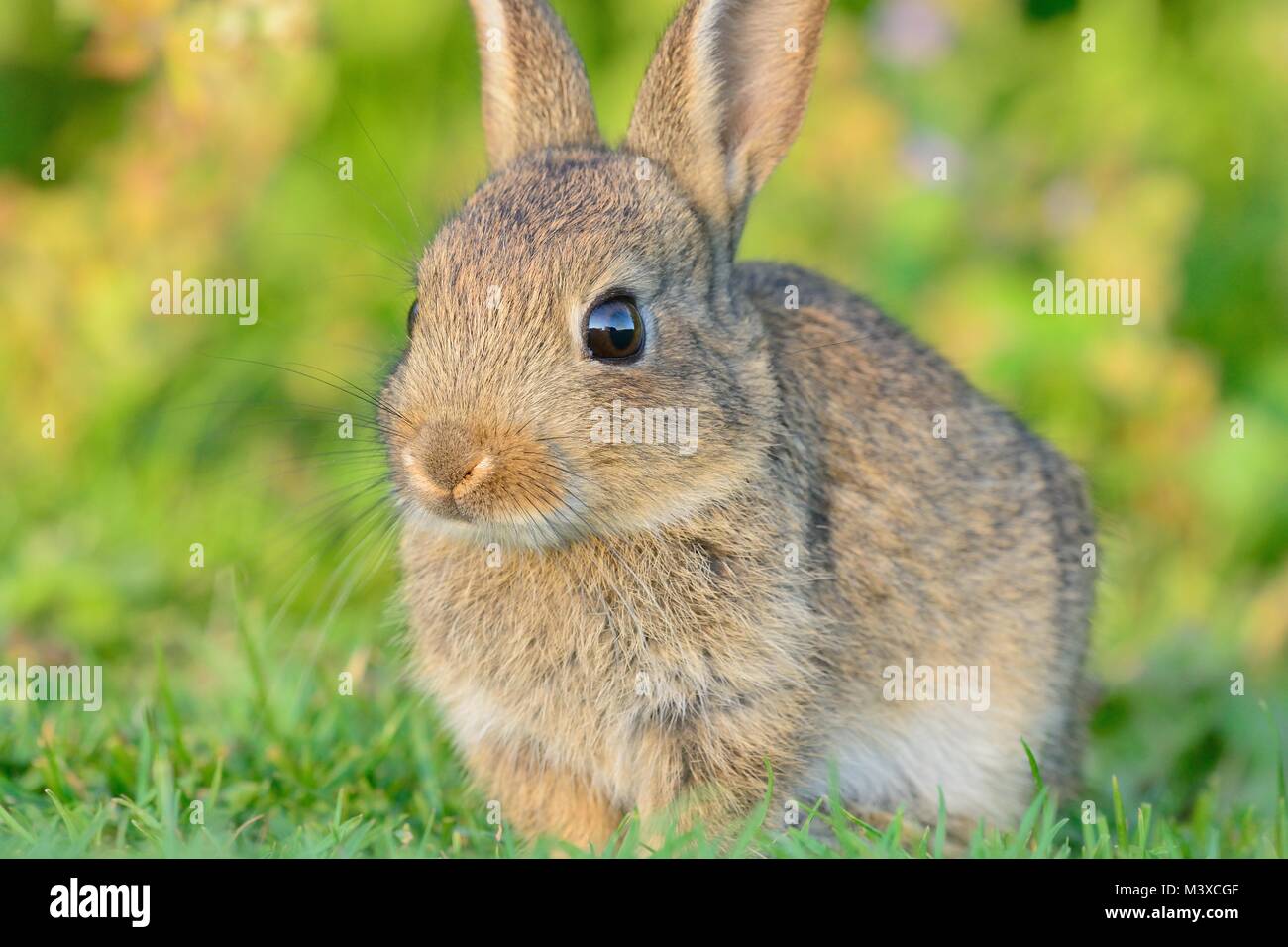 Close up portrait of a baby rabbit sitting in a meadow Stock Photo - Alamy
