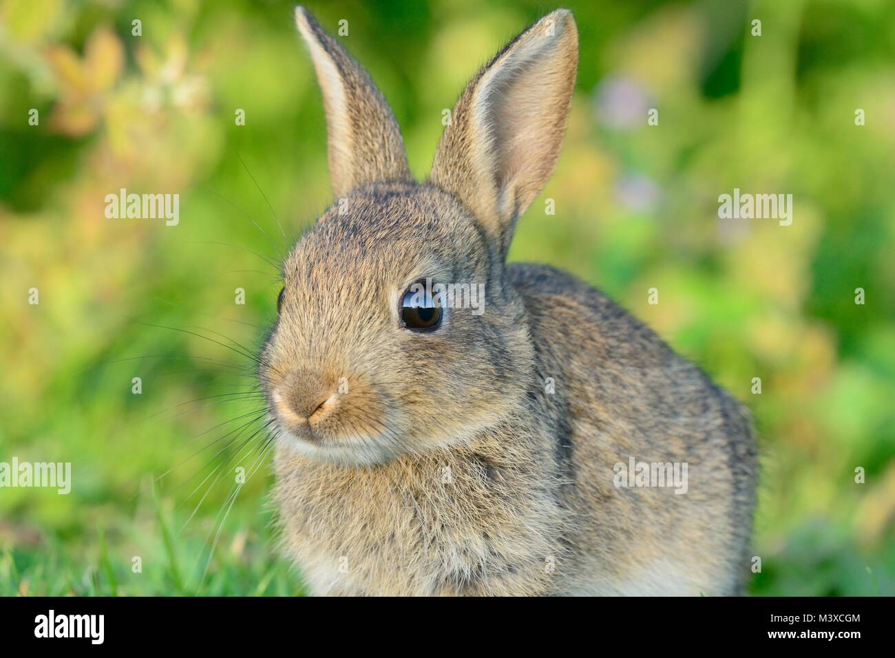 Close up portrait of a baby rabbit sitting in a meadow Stock Photo - Alamy