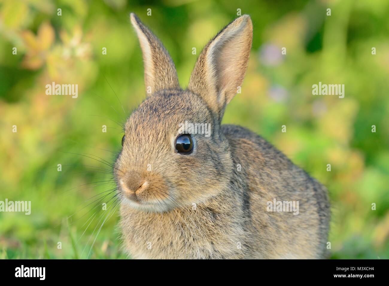Close up portrait of a baby rabbit sitting in a meadow Stock Photo - Alamy