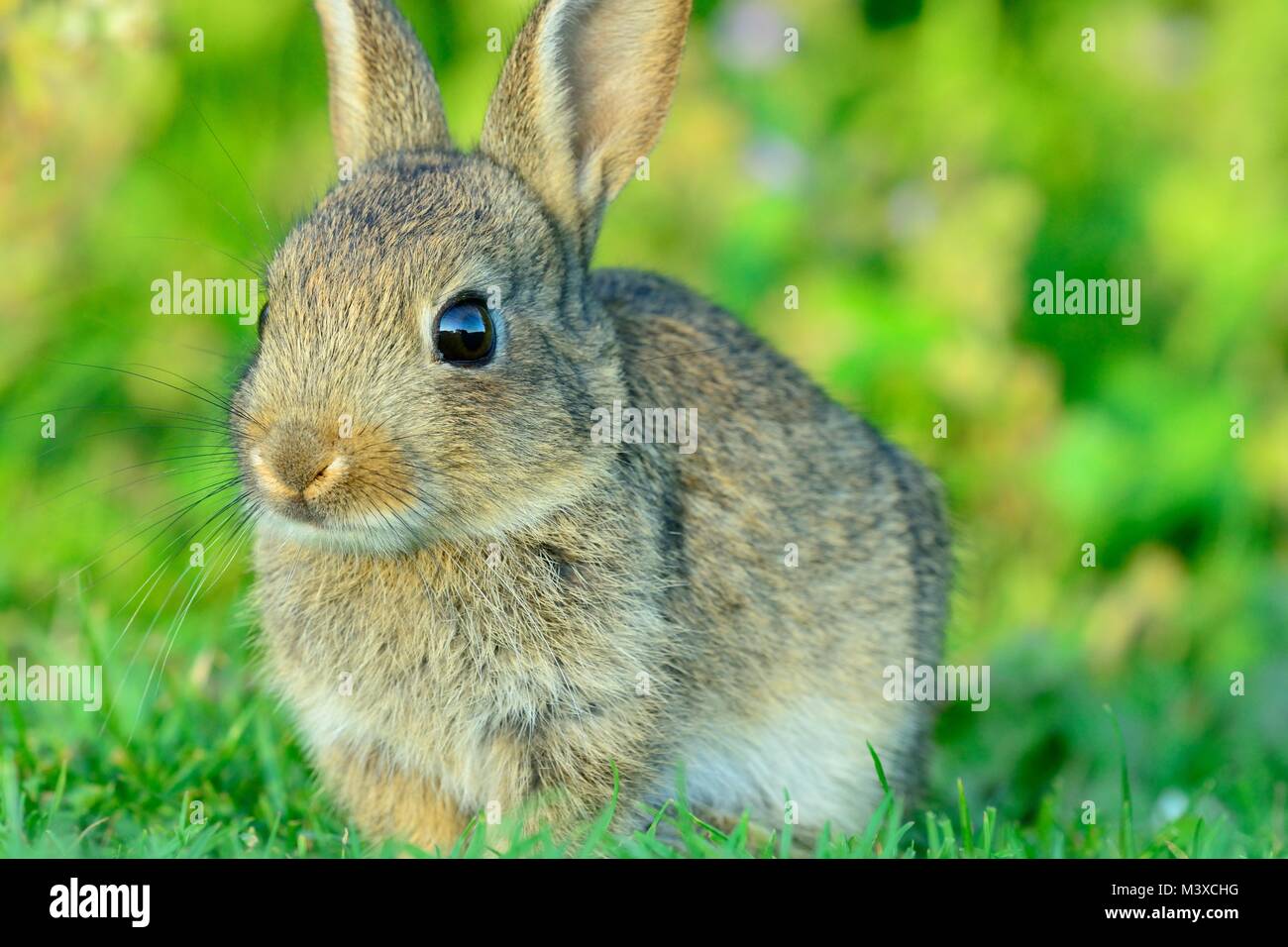 Close up portrait of a baby rabbit sitting in a meadow Stock Photo - Alamy