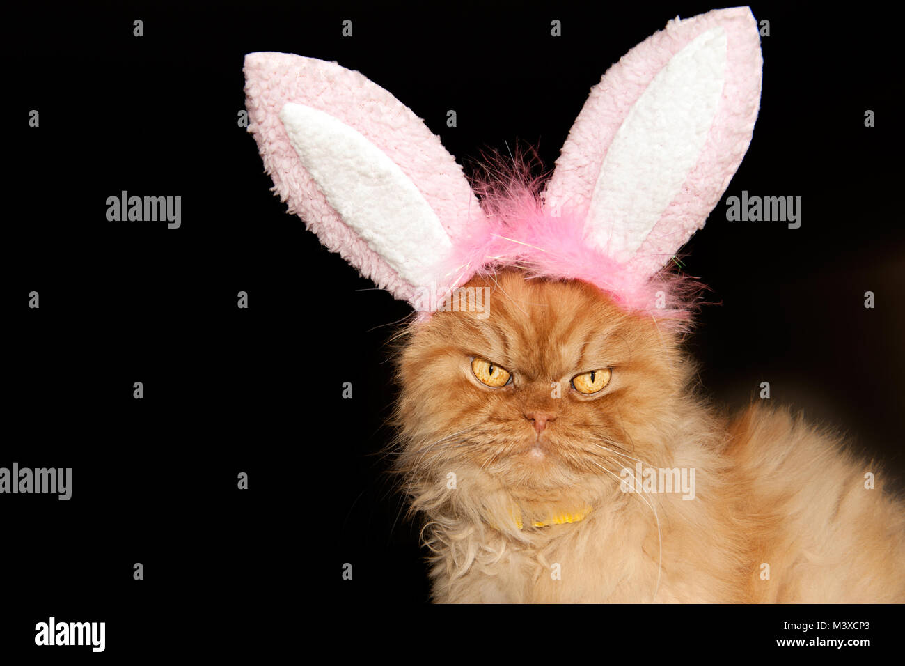 Close up portrait of orange Persian cat with bunny ears Stock Photo