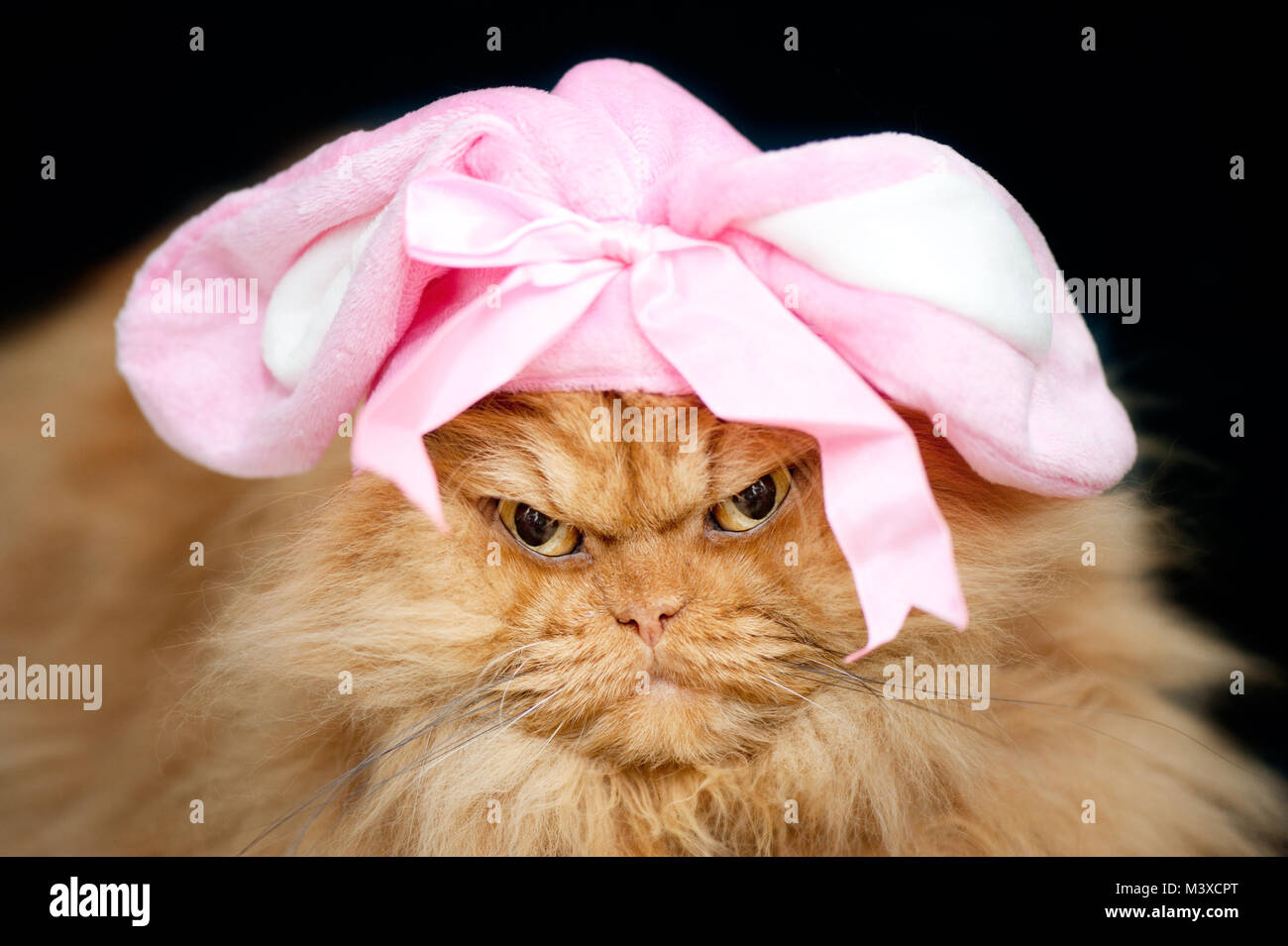 Close up portrait of orange Persian cat with bunny ears hat Stock Photo