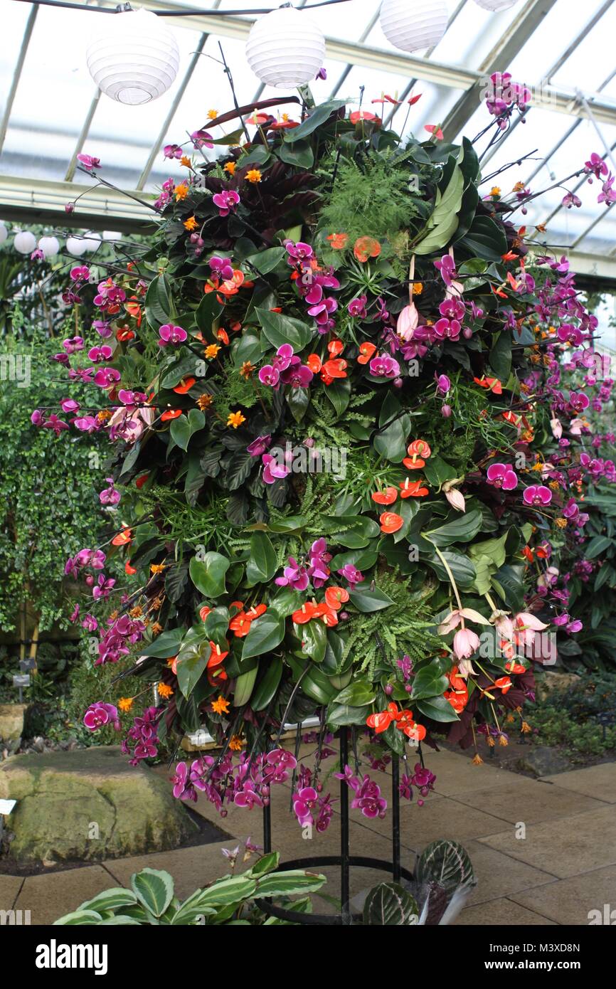 Orchids festival at Kew Gardens London 2018 Stock Photo