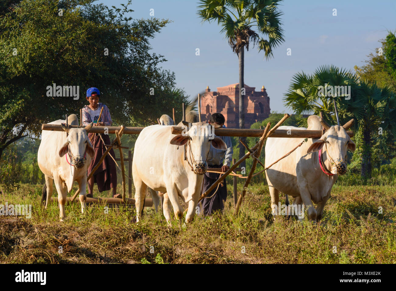 Bagan: peanut farmer, oxcart, ploughing, , Mandalay Region, Myanmar (Burma) Stock Photo