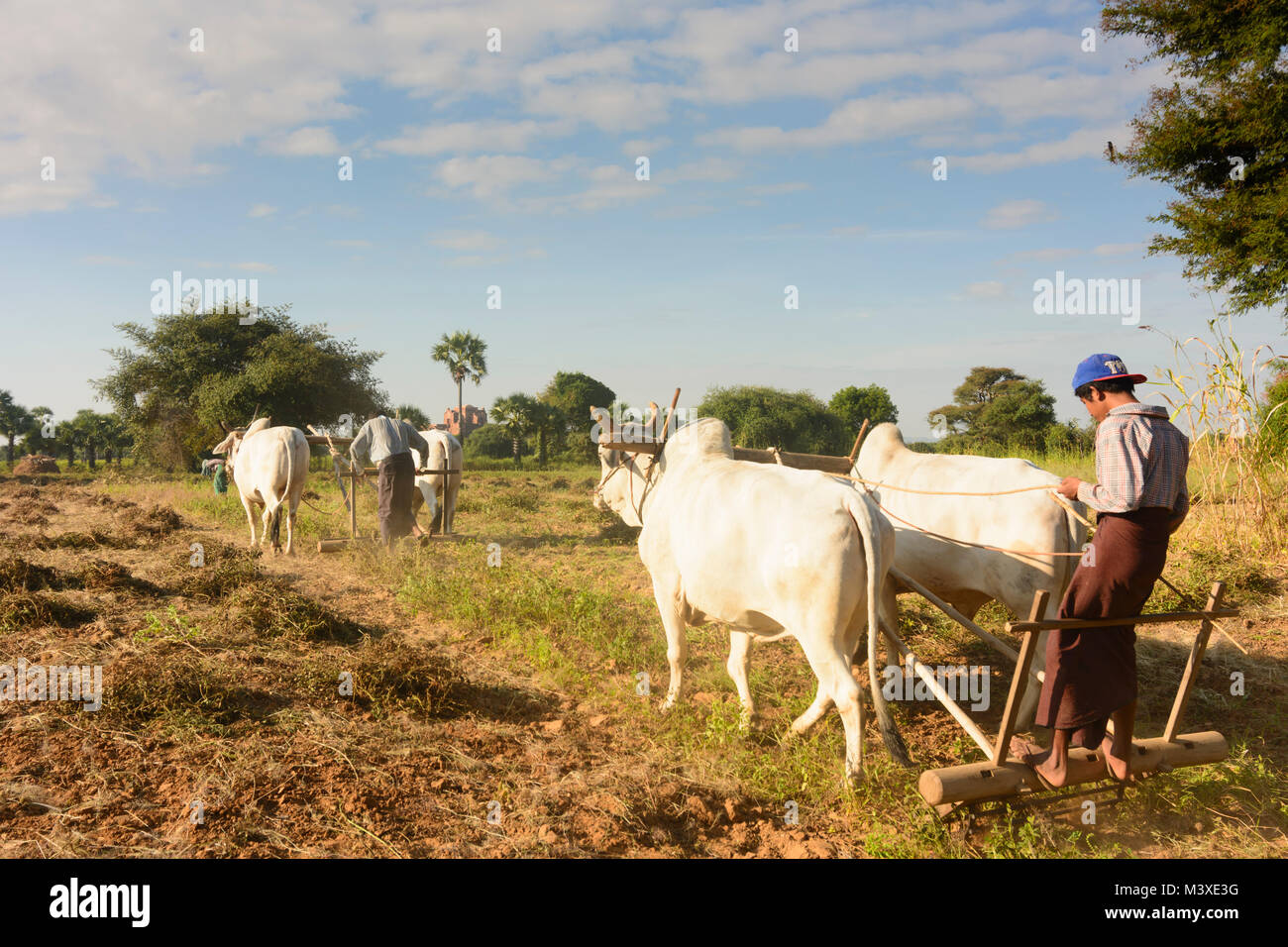 Bagan: peanut farmer, oxcart, ploughing, , Mandalay Region, Myanmar (Burma) Stock Photo