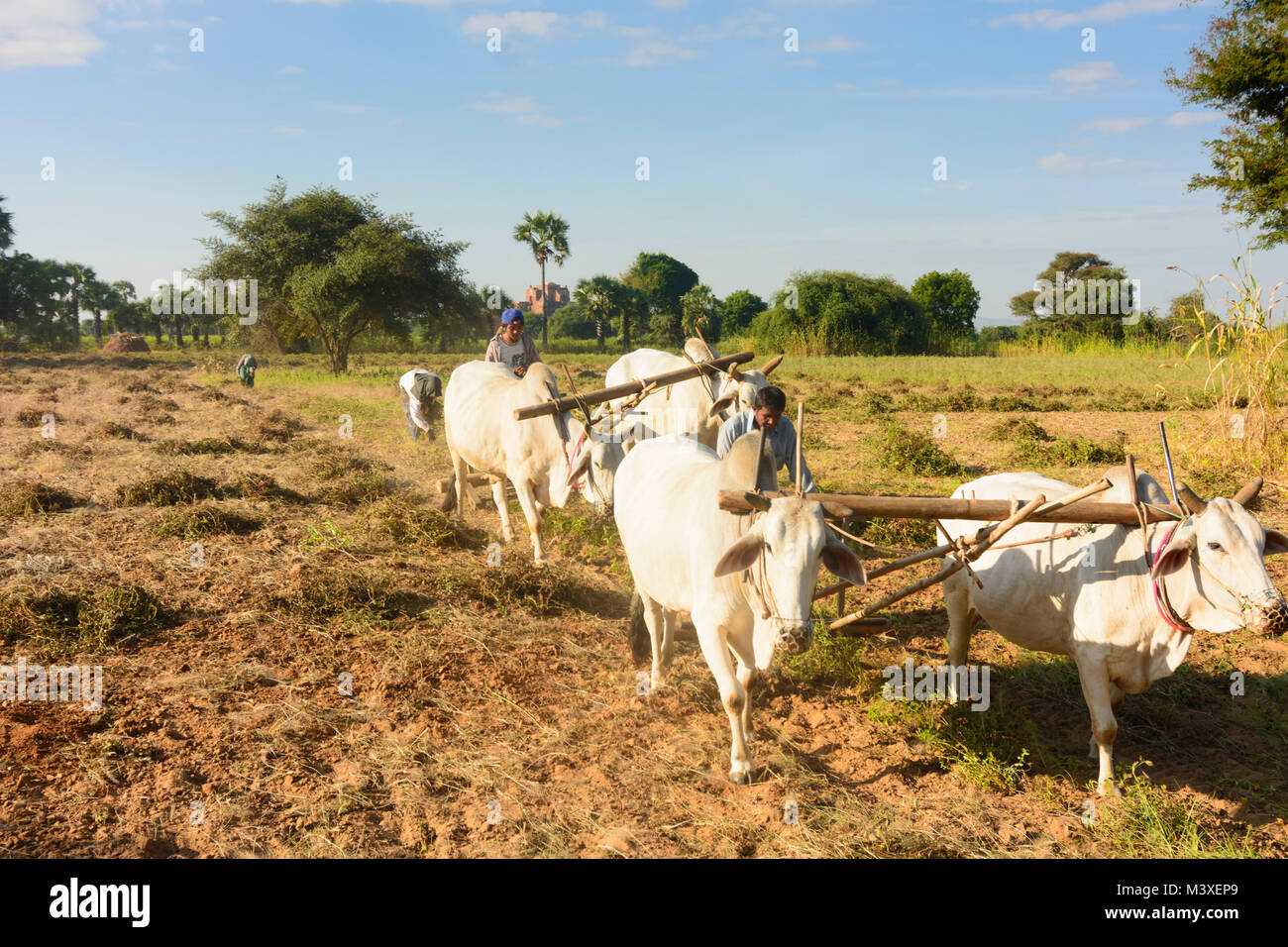 Bagan: peanut farmer, oxcart, ploughing, , Mandalay Region, Myanmar (Burma) Stock Photo