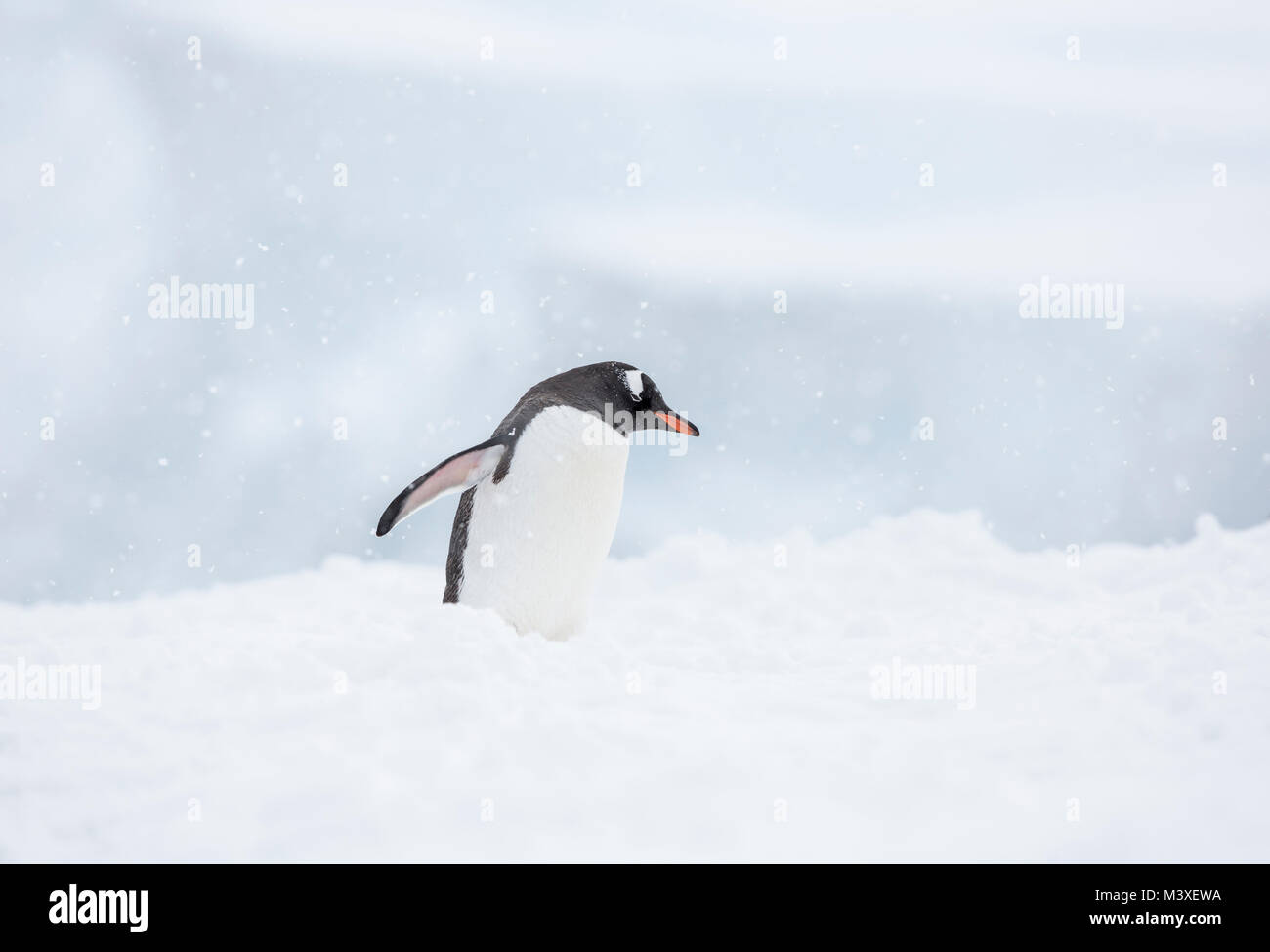 A photograph of a lone penguin against a snowy backdrop in Neko Harbour, Antarctica. Stock Photo