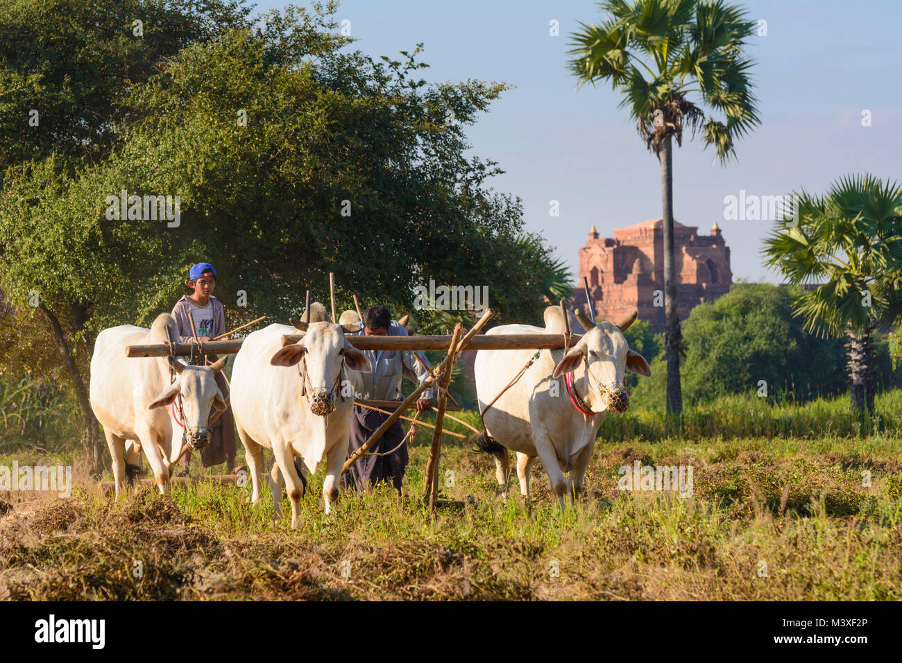 Bagan: peanut farmer, oxcart, ploughing, , Mandalay Region, Myanmar (Burma) Stock Photo