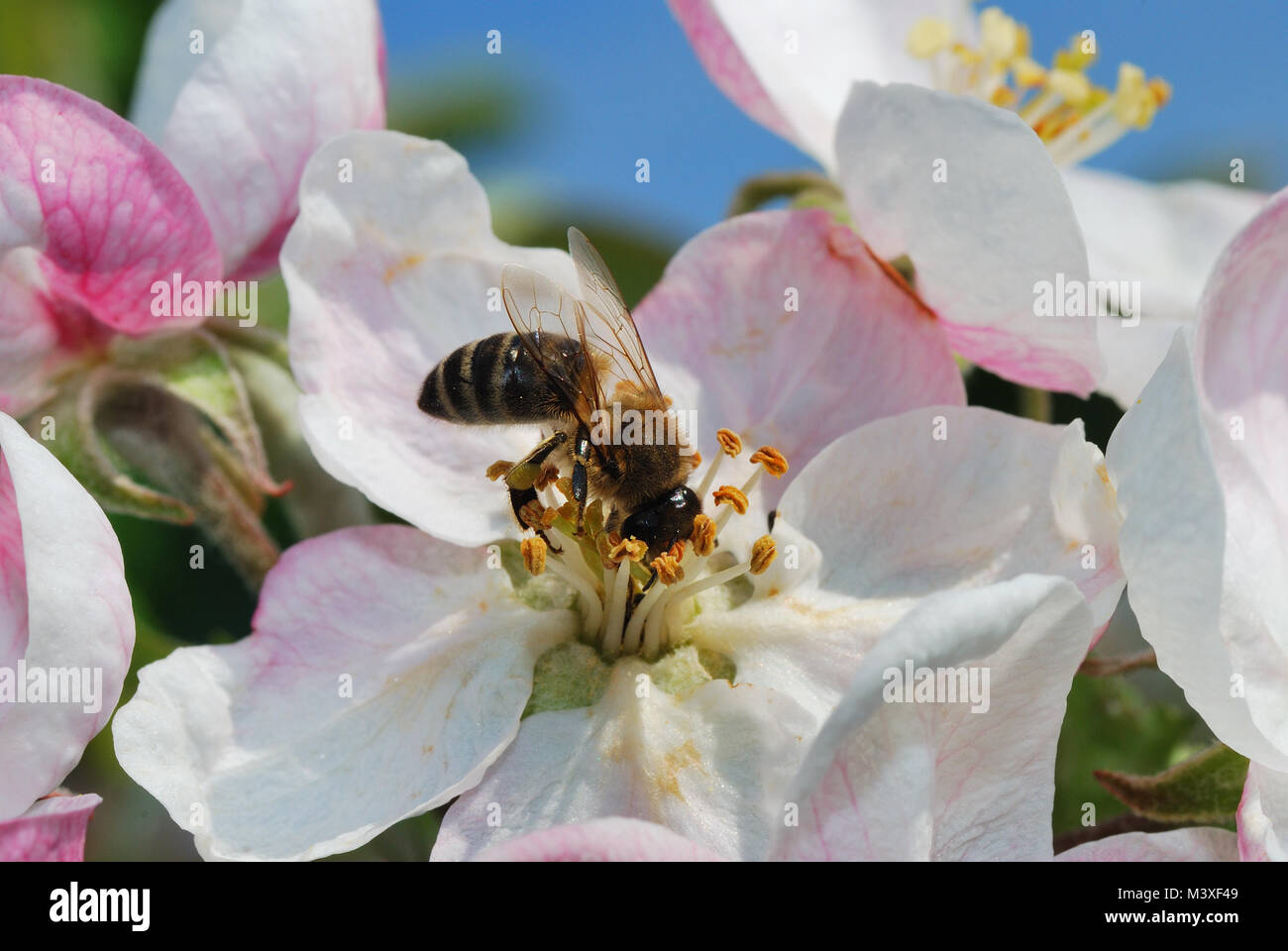 Bee Crawling small bee crawling with head in a white blossom Stock Photo - Alamy