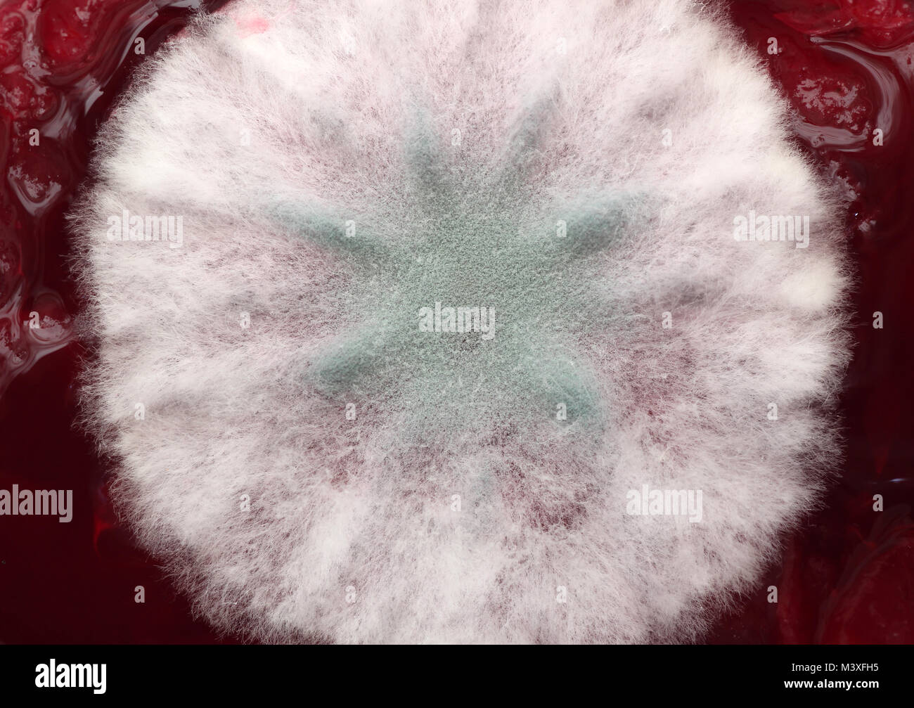 mold on fruit in jar Stock Photo Alamy