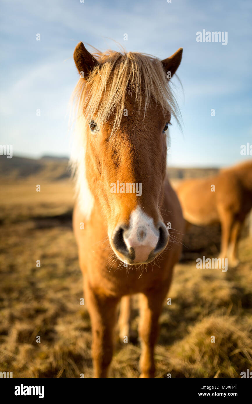 Iceland Horse during Sunset at southern Icelandic Coast Iceland Pony Stock Photo