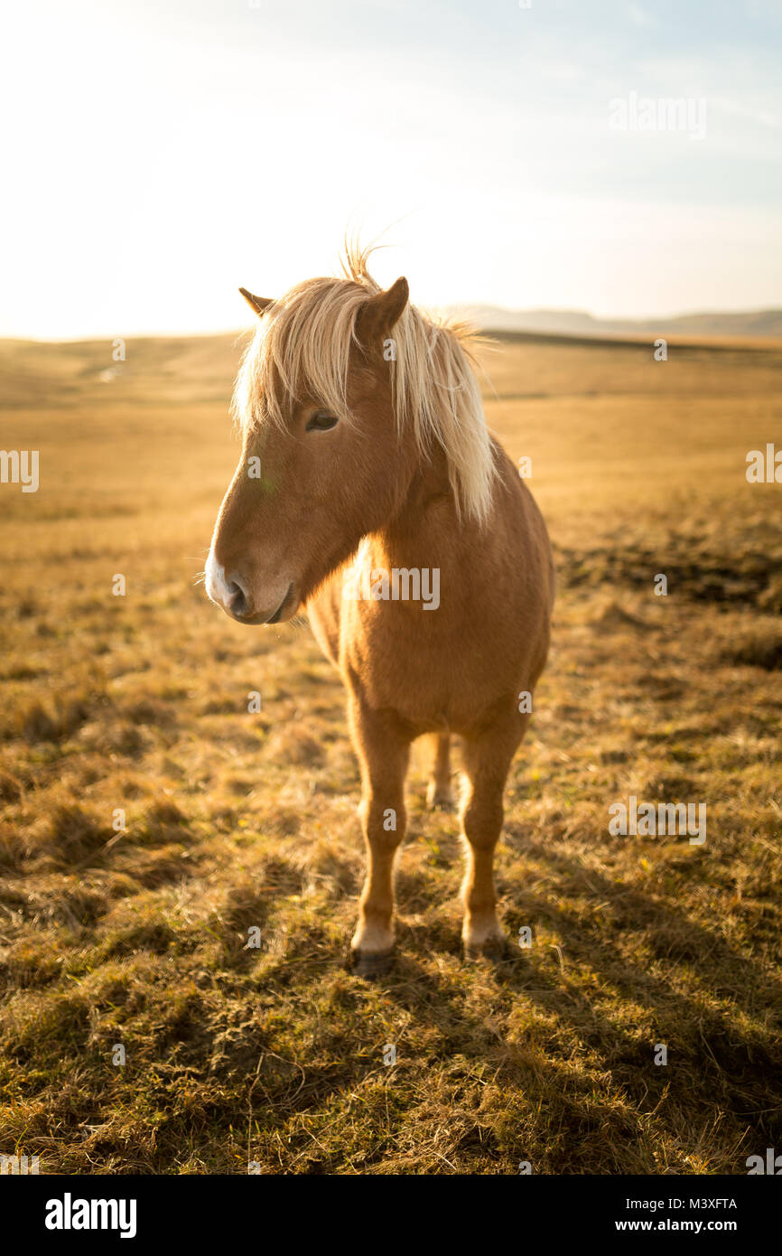 Iceland Horse during Sunset at southern Icelandic Coast Iceland Pony Stock Photo