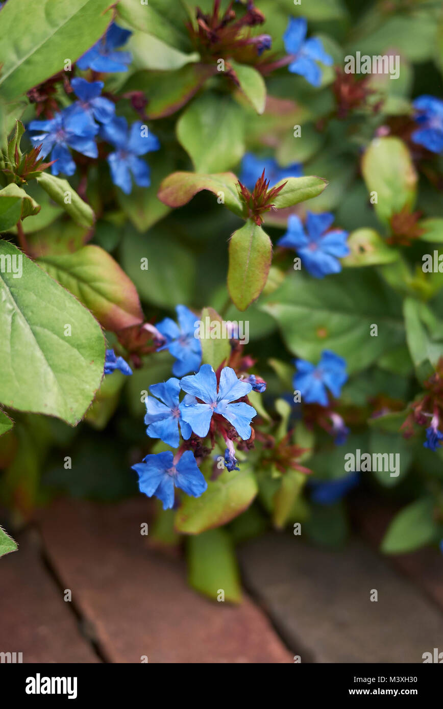plants with blue flowers Stock Photo