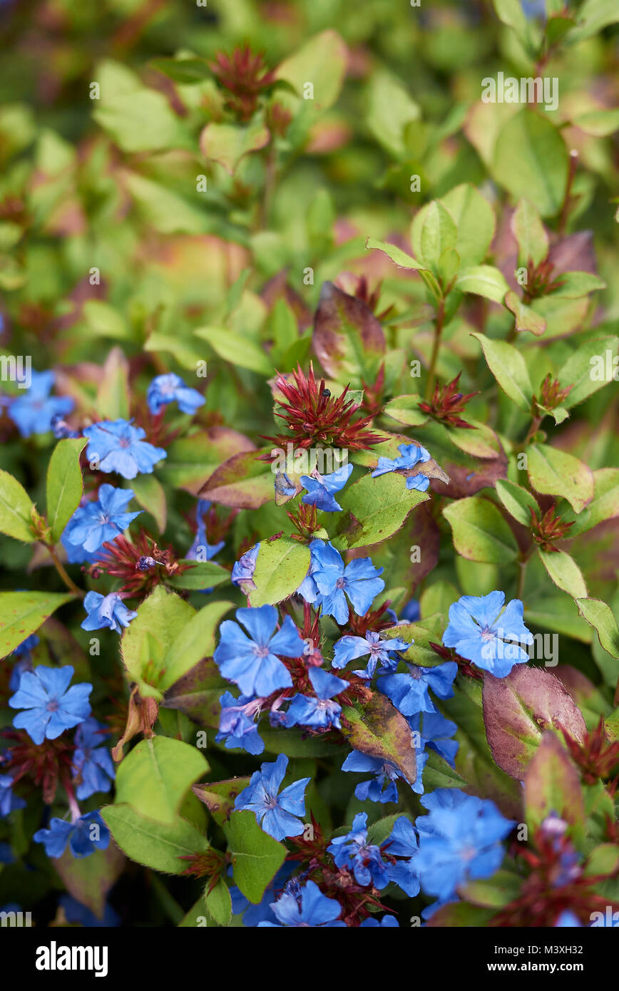 Ceratostigma plumbaginoides, plants with blue flowers Stock Photo