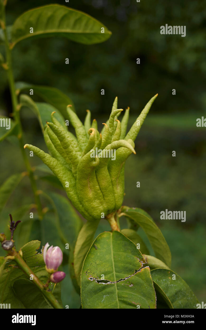 Citrus medica, fruit and flowers Stock Photo