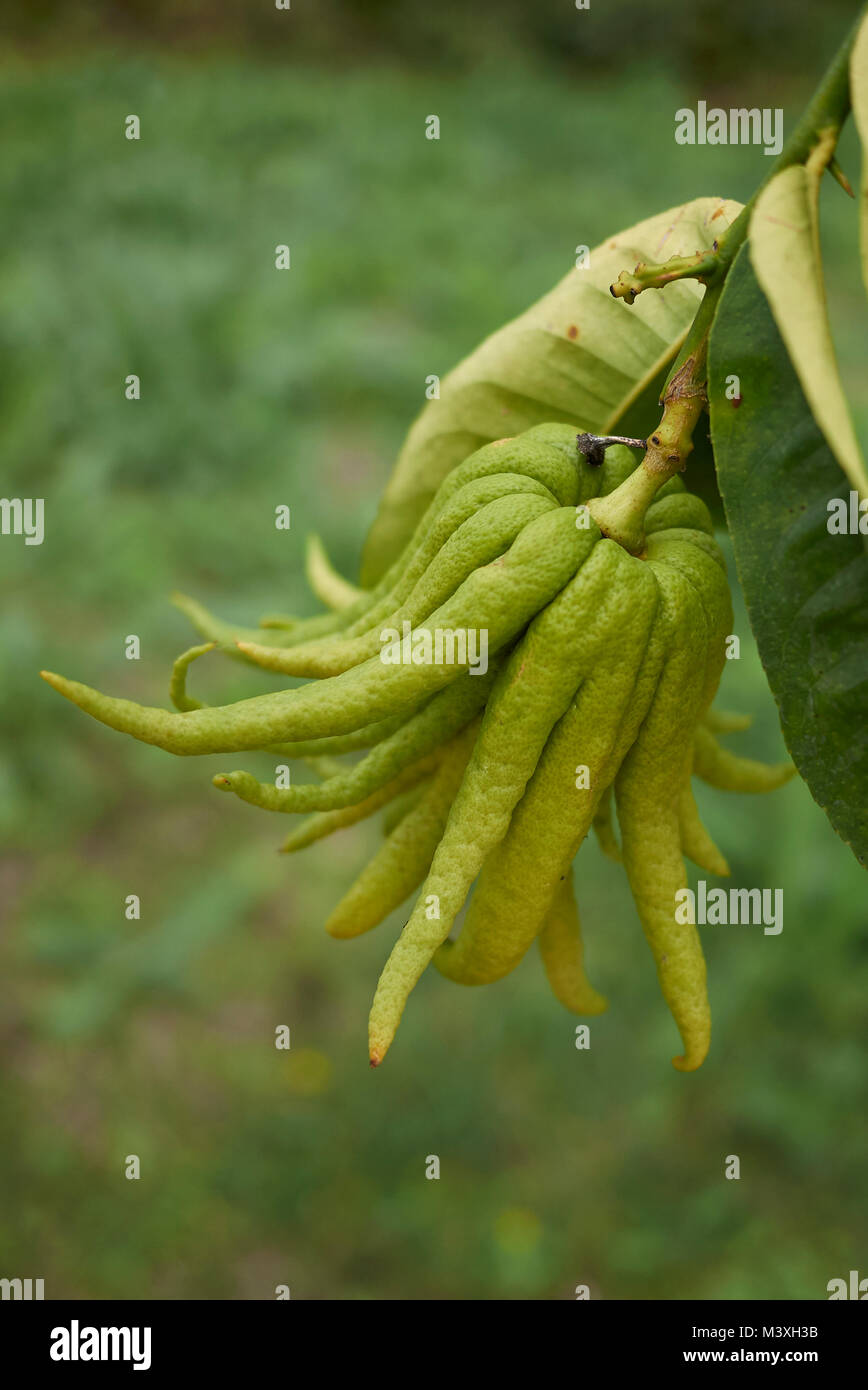 Citrus medica, fruit and flowers Stock Photo