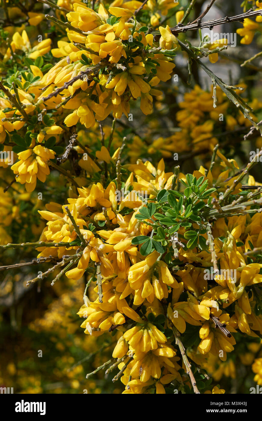 shrub with yellow flowers Stock Photo