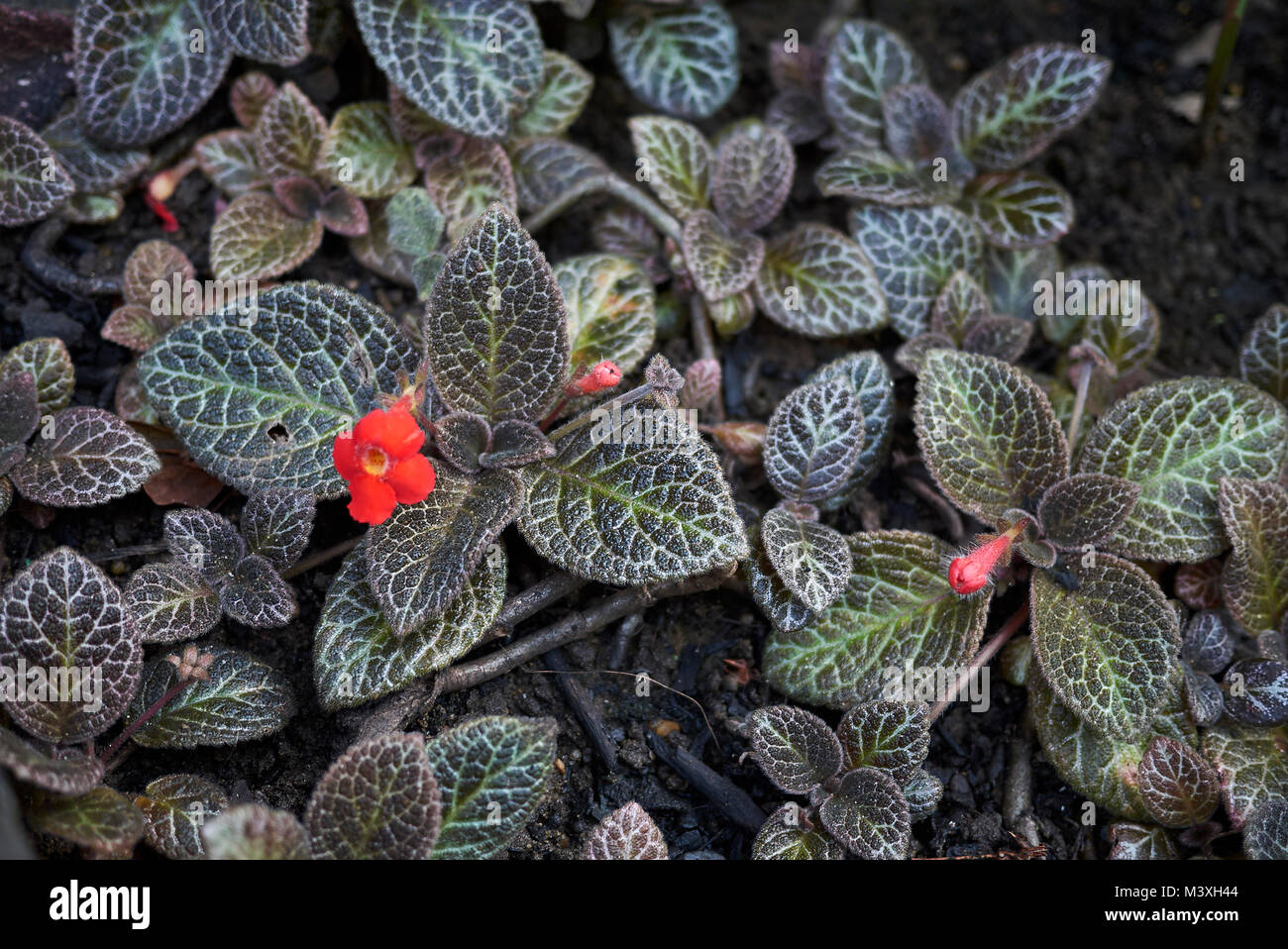 houseplant with red flowers Stock Photo