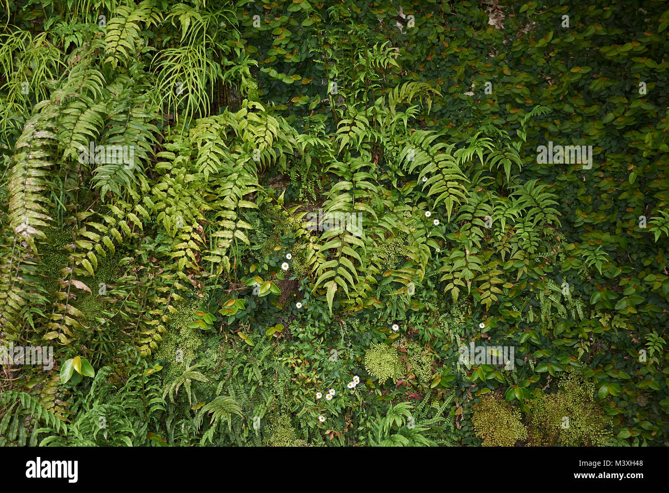 ferns on a rocky slopes Stock Photo