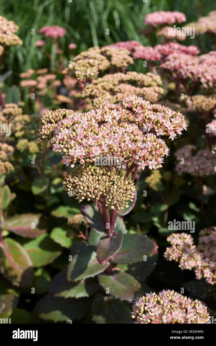 Grande fetthenne Indian Chief-Sedum telephium