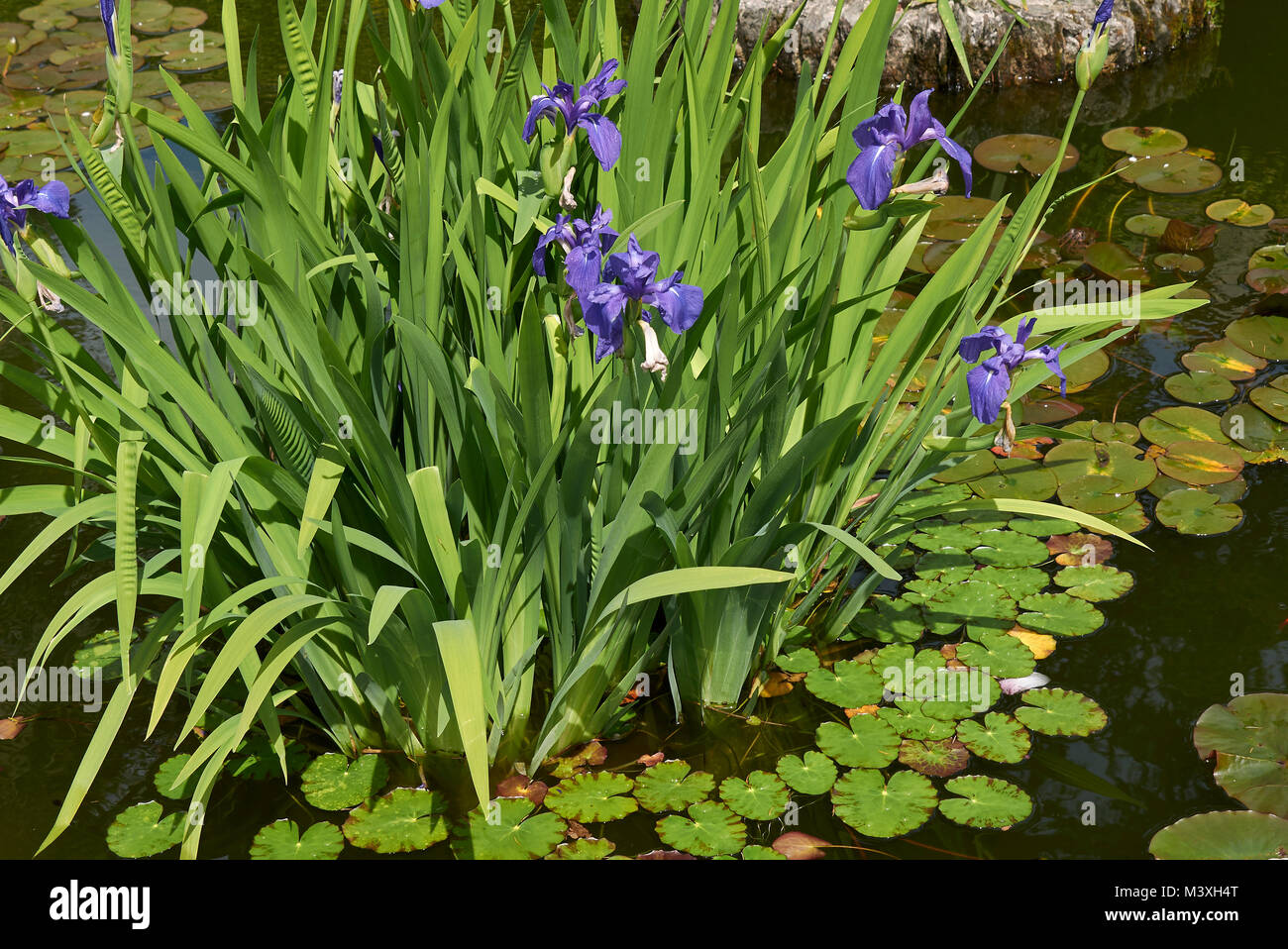 Iris laevigata on sale