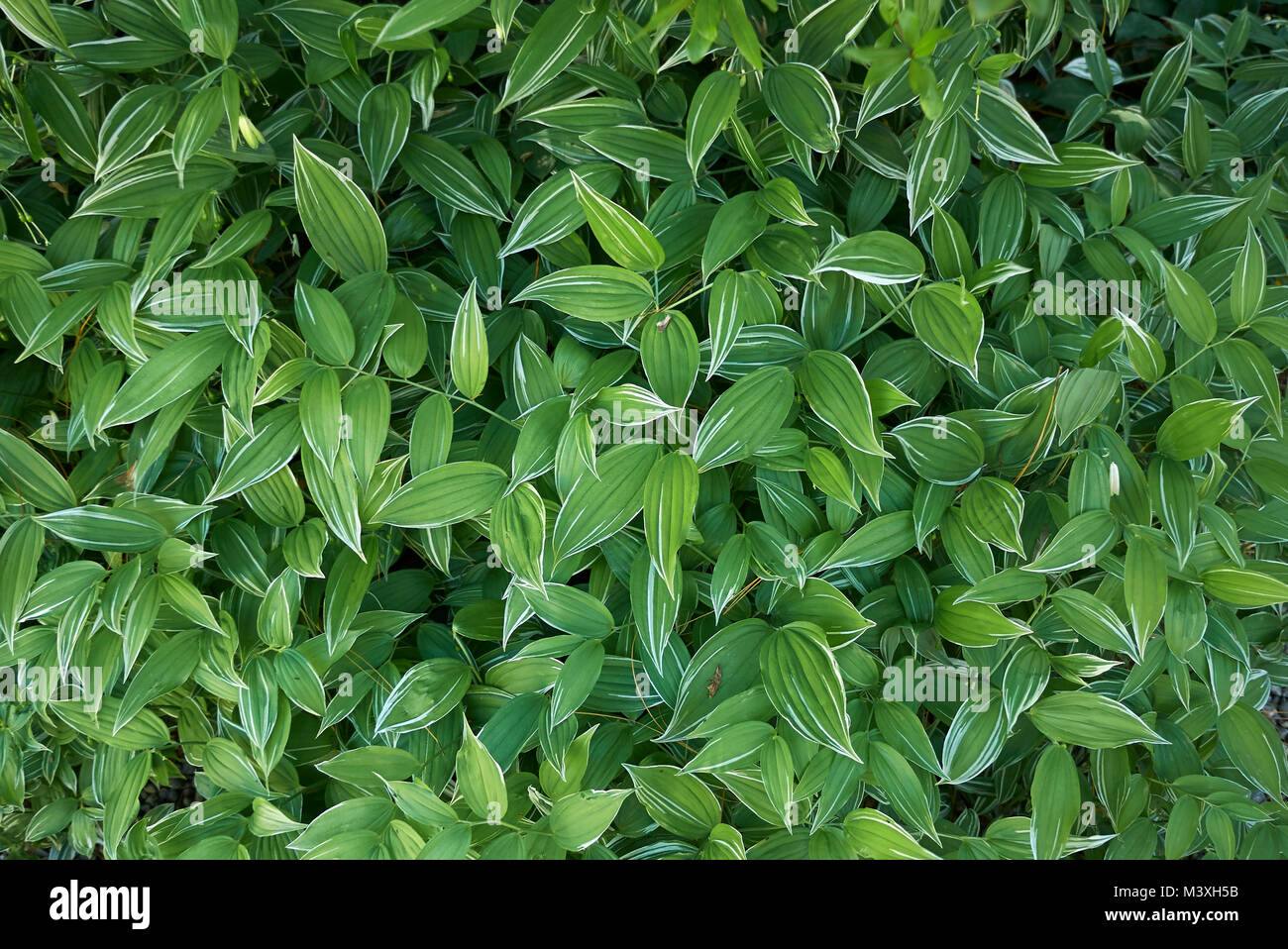 Polygonatum odoratum var. pluriflorum 'Variegatum' Stock Photo