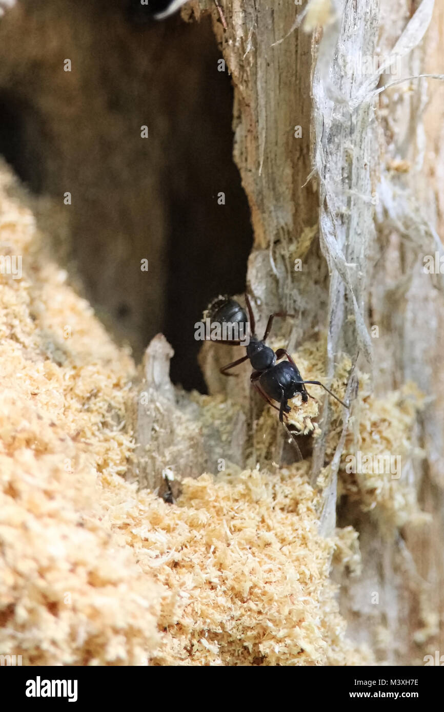 Carpenter ant nest hires stock photography and images Alamy
