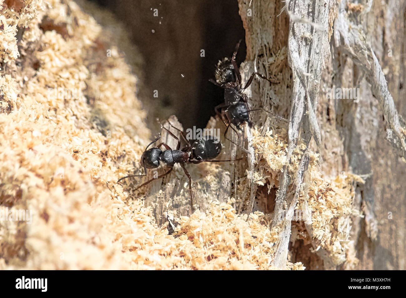 Carpenter ant nest hires stock photography and images Alamy