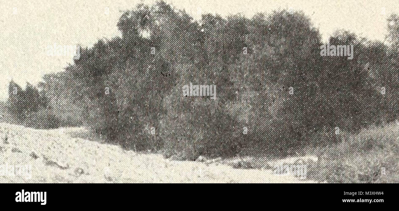 "Land drainage by means of pumps" (1915 Stock Photo Alamy