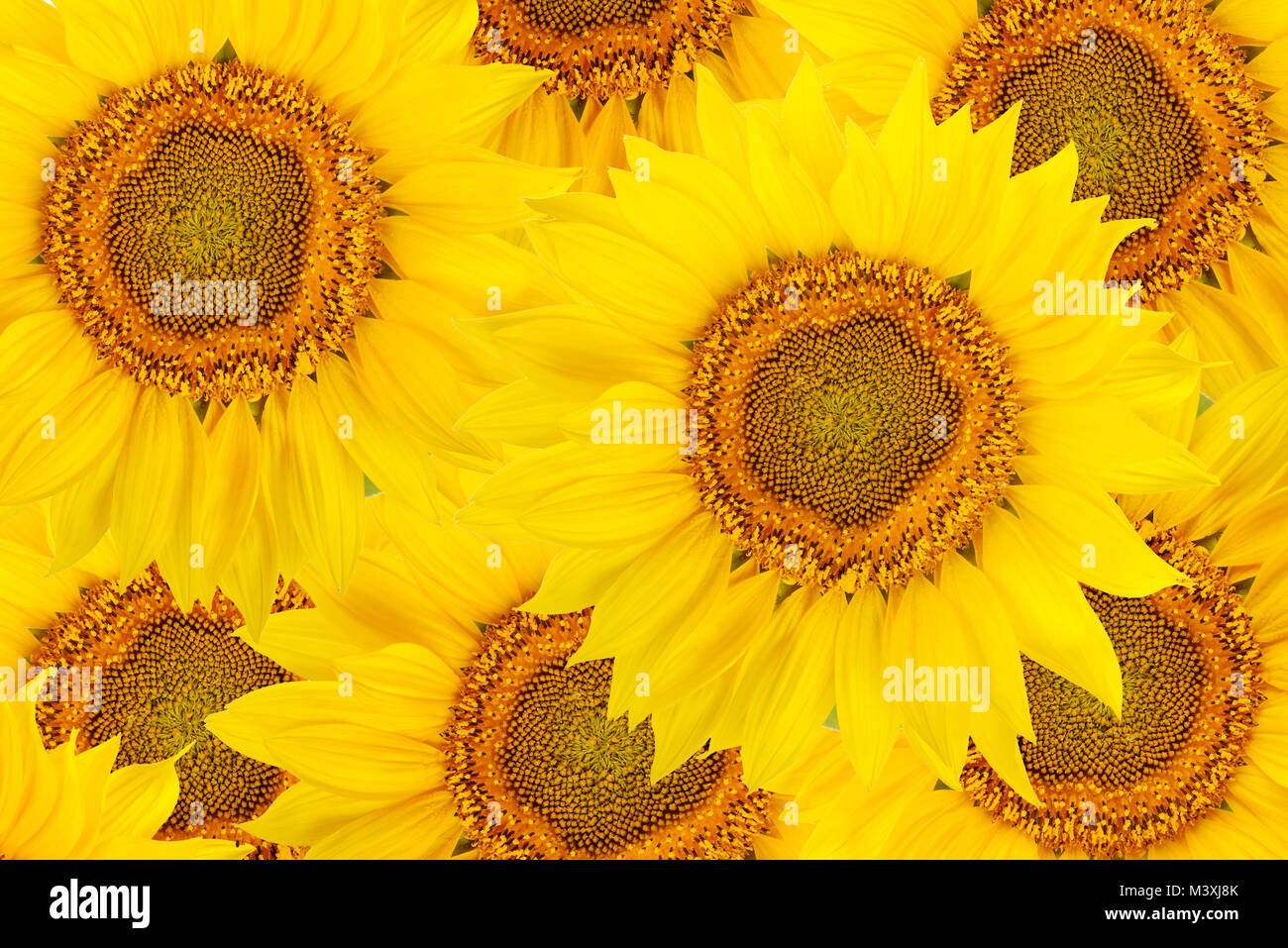 Top view of sunflower flowers. Floral background Stock Photo - Alamy