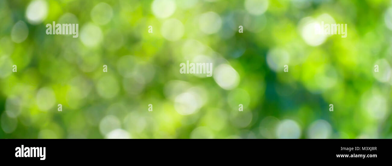 Green blurred background and sun rays. Stock Photo