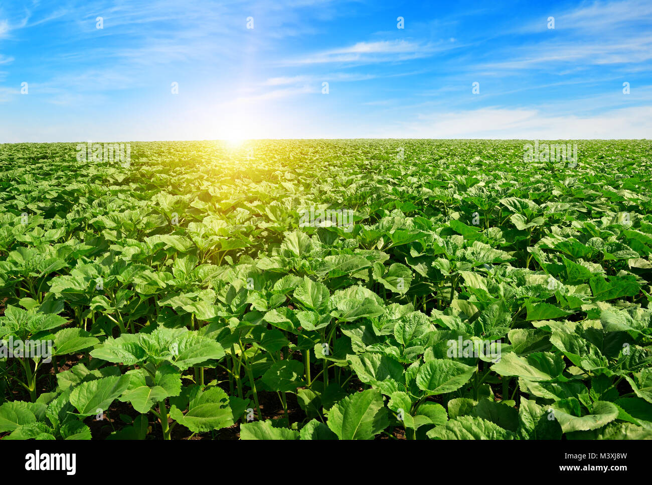 sunrise over sunflower field and blue sky Stock Photo - Alamy