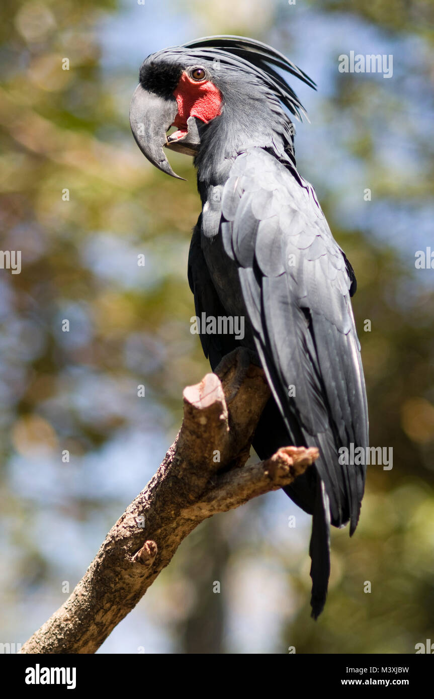 Palm cockatoo or Arakakadu, Probosciger aterrimus in Bird Park. Sunset at Gili Meno Island. Lombok, Indonesia.  Entrance to the ornithological Park of Stock Photo