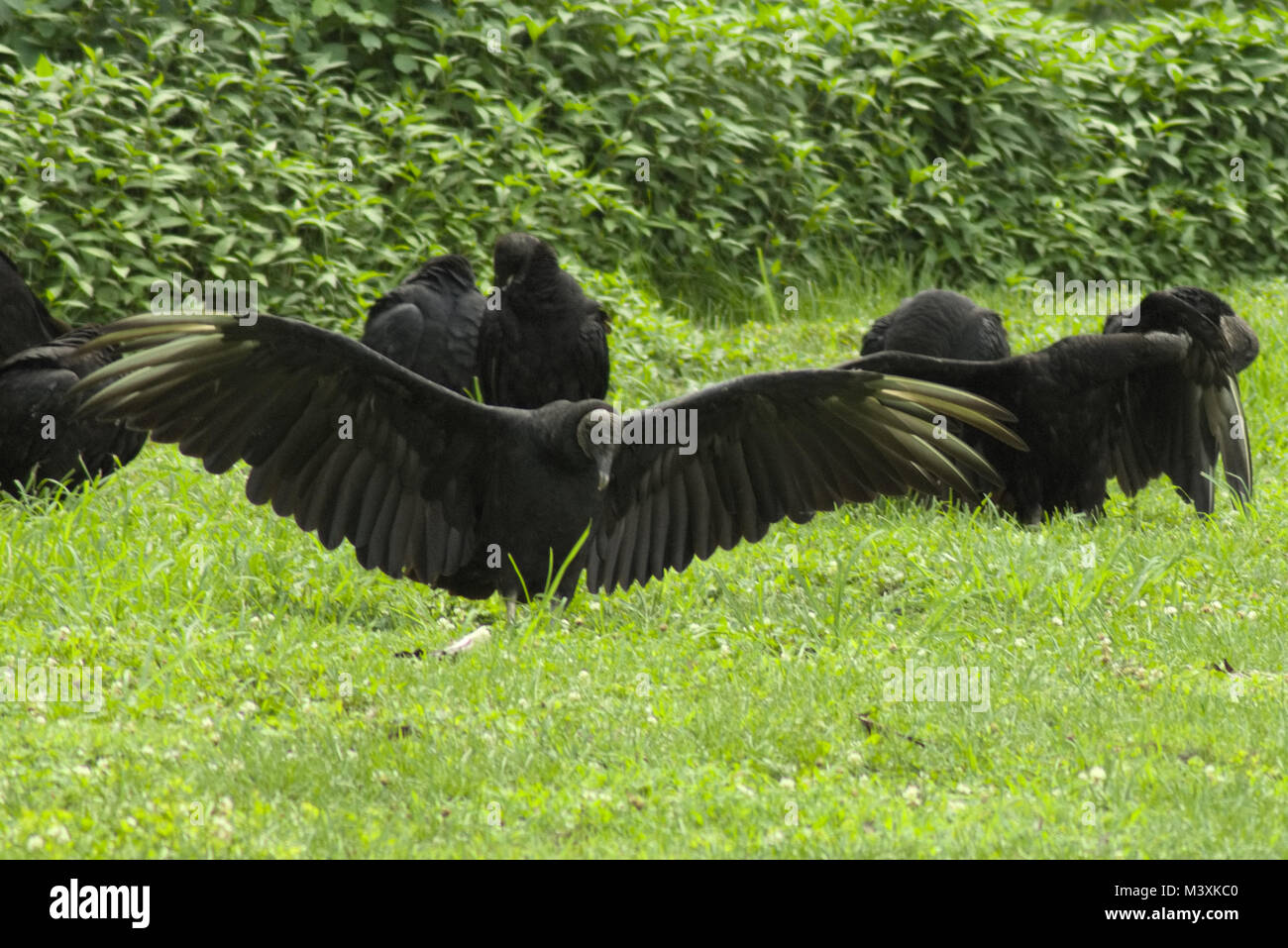 Black Vultures at Conowingo Dam Maryland Stock Photo Alamy